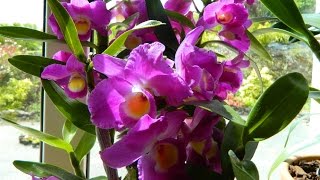 How I Got Hooked On Orchids  Dendrobium Comet King [upl. by Laro101]