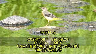 キセキレイ：2024年09月18日動画撮影。 [upl. by Noiram]