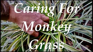 Caring For MONKEY GRASSLiriope  WHEN and HOW to Prune [upl. by Shirleen]