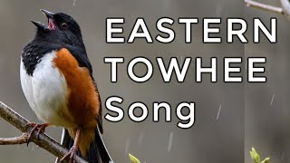 Eastern Towhee Song amp Calls TWO Most Common Sounds [upl. by Ward368]