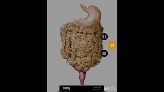 peritoneum anatomy [upl. by Hilly]