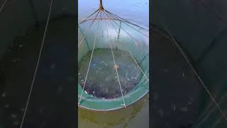 fypシ゚viral fish bangladesh catchingfish [upl. by Balmuth]