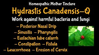 Hydrastis canQ  Homeopathic Mother Tincture  DrMahavir Vyas [upl. by Joanna]