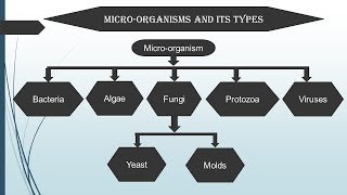 Introduction to Microbiology in Hindi  Microbiology with Sumi [upl. by Esther]