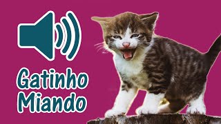 🐈 Som de Gato Filhote Miando  3 Barulho de Miado de Gatinho Filhotinho [upl. by Mallina]