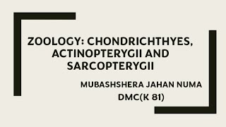 ZOOLOGY CHONDRICHTHYES ACTINOPTERYGII AND SARCOPTERYGII zoology animalclassification hsc bd [upl. by Analaj]