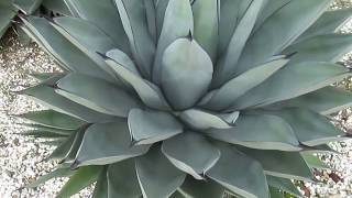 AGAVE GALLERY Sharkskin Agave Agave nigra Very cold hardy [upl. by Alyson]