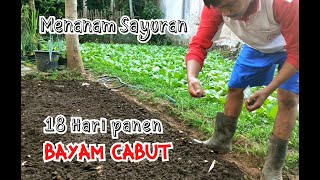 CARA MENANAM BAYAM CABUT DI RUMAH [upl. by Atcele]