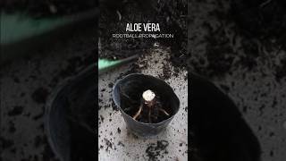 Propagating Aloe vera rootball [upl. by Hickey415]