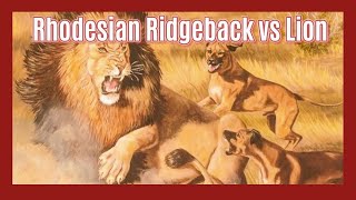 Ridgebacks vs Lions The True Story of LionHunting Dogs [upl. by Aislehc]