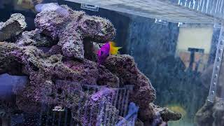 Fishotel Order Longnose Hawkfish into wrasse tank [upl. by Nalhsa721]