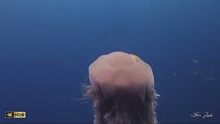 Lions Mane Jellyfish at Koh Tao Thailand scubadiving jellyfish marinelife [upl. by Oballa]