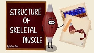 Structure of Skeletal Muscle  Skeletal Muscle Bands  Muscle Tissue  Nerve Muscle Physiology [upl. by Adekram411]