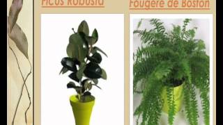 liste des plantes vertes dintérieur [upl. by Zoes]