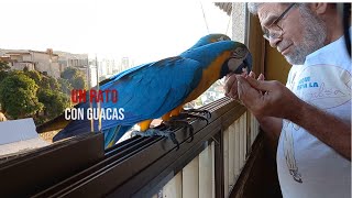 Guacamayas Caraqueñas  Un rato con guacas [upl. by Johannessen]