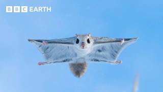 Baby Flying Squirrel Takes Flight for the First Time  Mammals  BBC Earth [upl. by Millman]