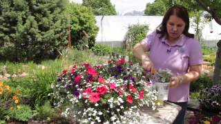 How to Care for Mini Petunias That Are Leggy amp Sticky  Grow Guru [upl. by Haletky]