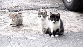 Three kittens desperately waiting for some food [upl. by Britte]