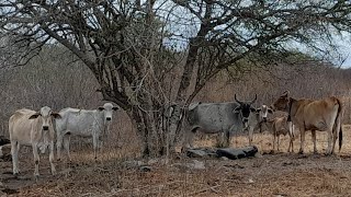 a seca na caatinga devastando tudo [upl. by Godspeed]