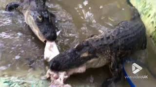 Alligator death roll up close  Viral Video UK [upl. by Porett611]