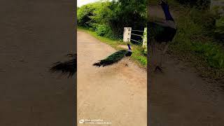 beautiful peacock on the way 😍😁😍 peacock peacockforest birds nature animals peacocking shorts [upl. by Atikal]