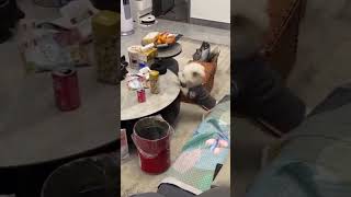 I Got it puppy cuteanimal dogshorts shorts shortsvideo shortsfeed [upl. by Philippine]