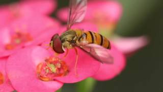 A Hover fly [upl. by Low713]