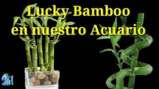 Lucky Bamboo en nuestro Acuario [upl. by Palestine]