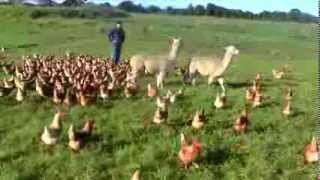 Alpacas Guarding FREE Range Egg farm [upl. by Eiloj]