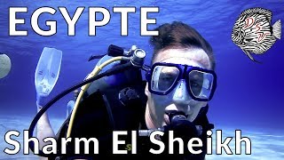 Red Sea  Egypt  Sharm El Sheikh  Duiken amp Snorkelen  Rode Zee  4k  Aquarium Sunshine Valley [upl. by Puduns]