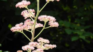 Rodgersia aesculifolia [upl. by Meijer]