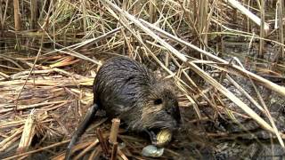 Nutria frisst Teichmuscheln 21 2 2017 [upl. by Iaras198]