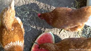 How to Keep a Chicken Coop Odor Free [upl. by Vivle456]