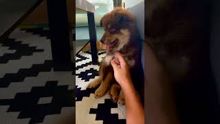 2 months old Finnish Lapphund dog finnishlapphund puppy lapinkoira cute [upl. by Akehsyt]