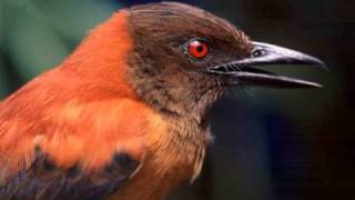 Discovery First Scientifically Confirmed Poisonous Bird [upl. by Ximenes]