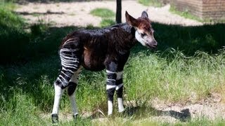 Baby Okapi starts to explore [upl. by Bertle]