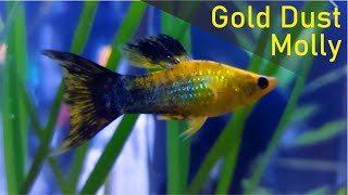 The Glittering Gold Dust Molly Poecilia sphenops Gold Panda Molly [upl. by Winifield655]