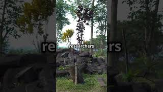 Gunung Padang Indonesia’s Ancient Pyramid facts viralvideo [upl. by Notlehs]