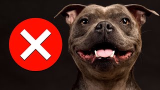 7 Reasons You Should NOT Get a Staffy SERIOUSLY [upl. by Vevay]