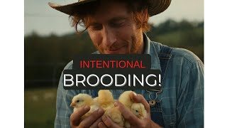 Intentional Brooding How to brood dayold chicks brooding chicks poultry [upl. by Panther]