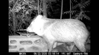 Baby Javelina Nursing While Mom Drinks Water  Too Cute [upl. by Sheryle]