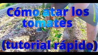 Cómo atar tomates  Tutorial rápido [upl. by Rhoda830]