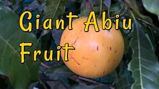 Giant Abiu Fruit  Pouteria caimito  Exotic Tropical Fruit Harvesting [upl. by Udela]