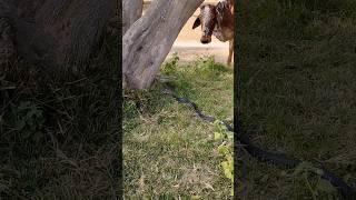 Cobra snake attacks on cows 🐄🐮 murliwalahausla shorts [upl. by Odnumyer]