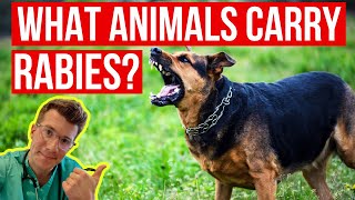 What animals carry RABIES How can I tell if an animal has rabies Doctor explains [upl. by Applegate]