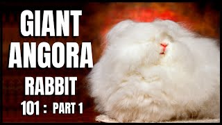 Giant Angora Rabbit 101 Part 1 [upl. by Schoenburg]