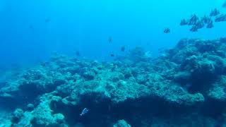 Furaveri Island  Diving with mantras [upl. by Vevine613]