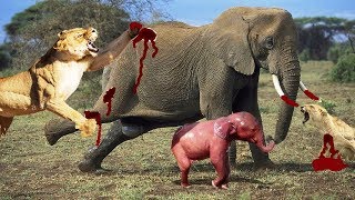 LIVEAnimal FightLion vs Elephantif you are scared dont watch thisNational Geographic Animals [upl. by Aramoy]