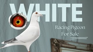 Top Quality White Racing Pigeon For Sale In Herbots Pigeons Auction [upl. by Krucik]