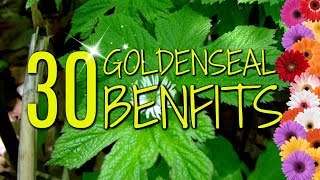 Goldenseal Benefits  30 Practical Uses amp Benefits [upl. by Eelanej366]